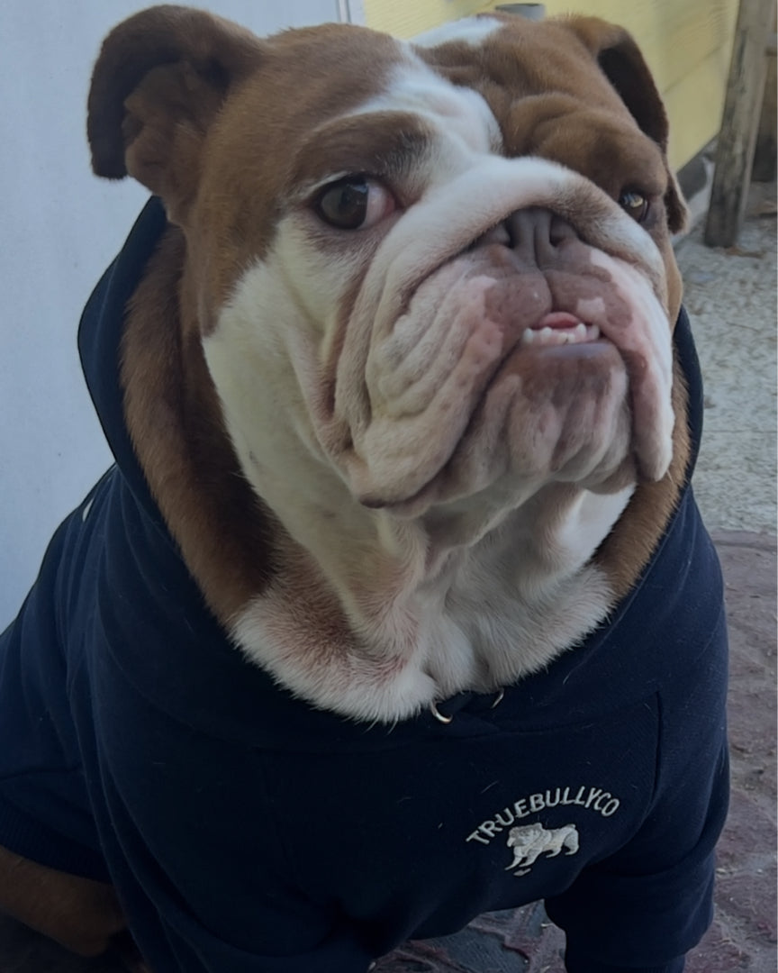 True Bully Co. Signature Navy English Bulldog Hoodie front fit